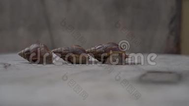 三只蜗牛在木制背景上的延时镜头。 创业概念。 <strong>喷气背包</strong>概念