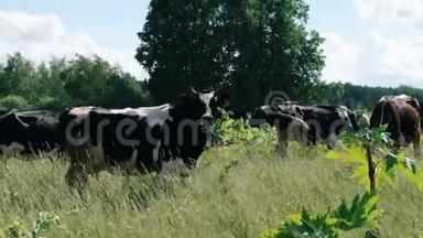 奶牛放牧。 农场牛在田间放牧。 接近奶牛在田里吃草。