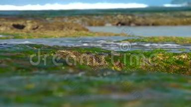 透明的海水流过绿色的海藻