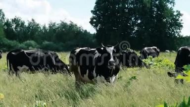 奶牛放牧。 农场牛在田间放牧。 接近奶牛在田里吃草。