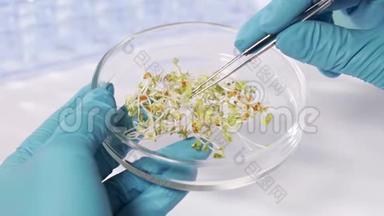 转基因生物的实验室研究。现代实验室的科学家在植物上做实验。