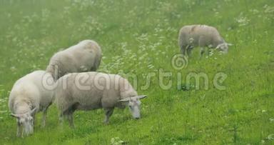 挪威。 家<strong>养</strong>绵羊在挪威丘陵牧场放牧。 绵羊在绿色的草地上吃新鲜的<strong>春</strong>草。 绵羊