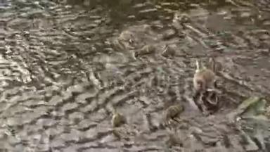 鸭子父母和孩子在河的浅水里玩耍。