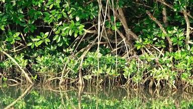 泰国鳄鱼猕猴坐在红树林深处。