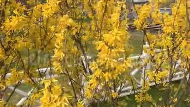 连翘灌木开黄色的花.. 阳光明媚的春天，灌木丛开始开黄花。 美丽的灌木丛