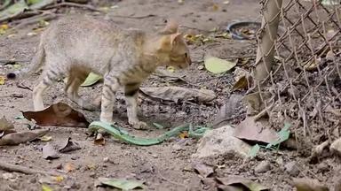 捕食者猫正在与绿色蛇搏斗。