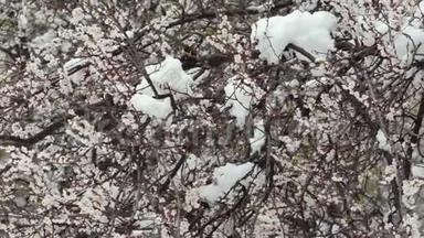 朵朵杏枝下雪.. 自然异常
