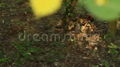 <strong>今年</strong>夏天，在绿树的背景下，三色猫在公园的一条土路上拉着一条红色的皮带。 宠物