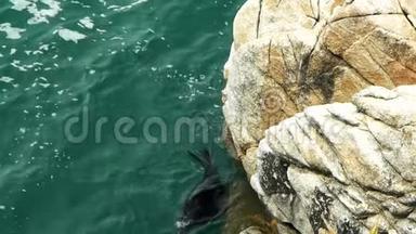 新西兰毛皮海豹游泳