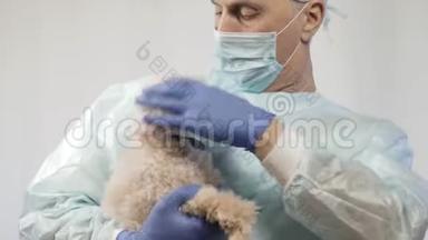 兽医在手术前检查一只小狮子狗。