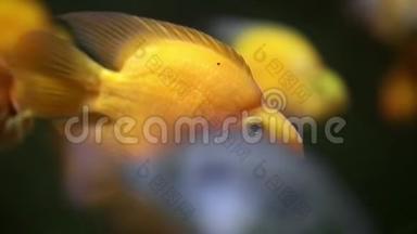 黄鱼，又称金虹鱼、金鱼、黄鱼或金丝雀