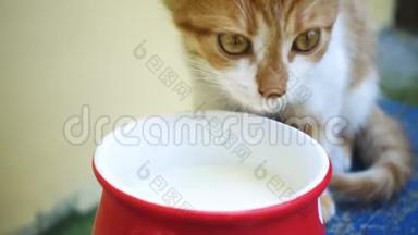 小猫喝大红杯里的牛奶
