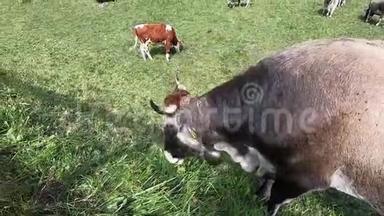 靠近典型的泰勒伦高山牛，在白云岩的一片绿色草地上放牧草地，牛群和典型的