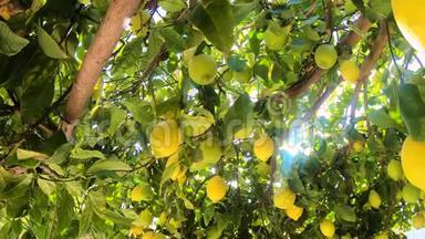 成熟的<strong>柠檬</strong>挂在<strong>柠檬</strong>树上。 黄色<strong>柠檬</strong>生长在花园里的一棵树上。 阳光照耀着树枝