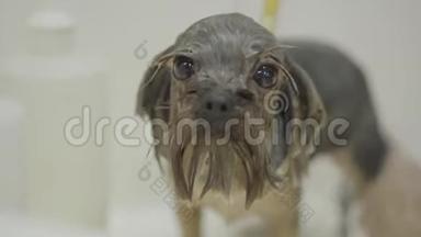 在一个美容狗沙龙里，新郎手洗可爱的小狗的爪子。 专业动物护理员负责