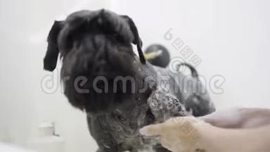 在美容狗沙龙里，新郎用洗发<strong>水</strong>洗手可爱的黑色小狗。 专业的动物美容师照顾