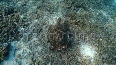 游泳海龟和沙质海床。 水下视频从水肺潜水与海龟。 野生海洋动物