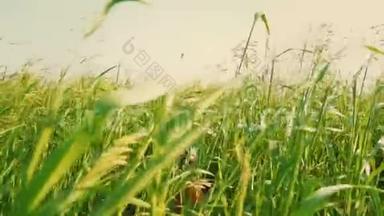 一个穿着鲜艳橙色T恤的男孩从高高的绿草中跳出来，孩子躲在草地上