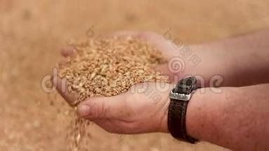 仓库收割粮食小麦，农户手浇.. 新收获的谷物小麦仓库。