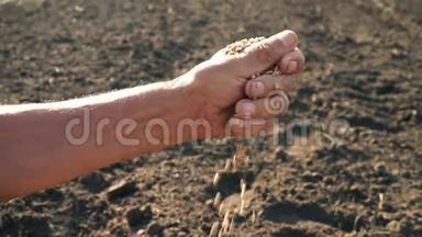 一个人`手拉着一颗落在地上的谷物。 土地背景下<strong>农民</strong>手中的<strong>粮食</strong>