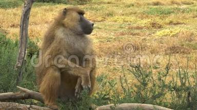 一只黄色狒狒正立在安博塞利