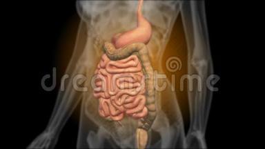 胃肠道X光片。胃造影术