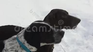 欧洲猎犬或欧洲犬在雪橇犬和滑雪者比赛前繁殖树皮