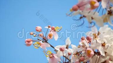 4K. 美丽的盛开的粉红色花朵在春天的季节被风吹拂，背景是蓝天，复制空间