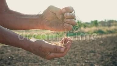 农夫<strong>手中</strong>的粮食在大地的背景下，人们`手正在一手一手地倒麦子