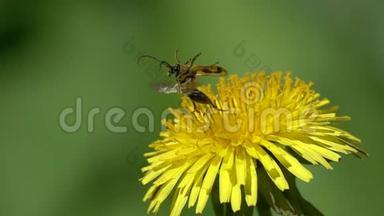 甲虫花巴贝尔布拉奇塔<strong>审讯</strong>是从一朵蒲公英的花起飞，慢动作