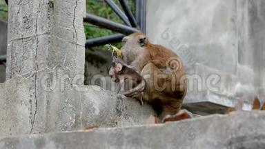 女猴子和她可爱的宝宝吃一块菠萝