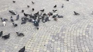 白天在广场喂鸽子