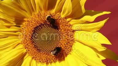 两只大黄蜂在一朵花上