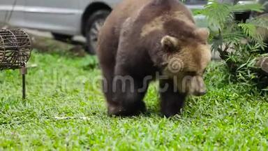 <strong>棕熊</strong>在动物园散步