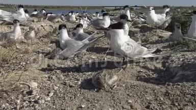 在沙岛上的燕鸥群，喂鸟的声音和叫声。 成年鸟啄雏鸟。