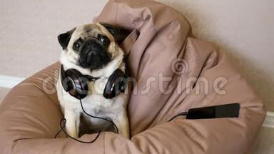 戴着大耳机听音乐躺在包椅上的搞笑小狗