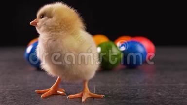 黄色新生鸡站在彩色染色的复活节彩蛋前