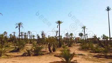 4沙漠棕榈林的K视频。 它在摩洛哥马拉<strong>喀什</strong>市附近。