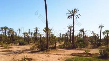 4沙漠棕榈林的K视频。 它在摩洛哥马拉<strong>喀什</strong>市附近。