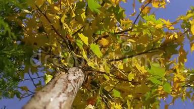 秋天蓝天背景下美丽的黄绿色树