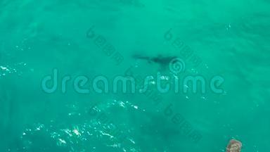 清澈的蓝色水中的鲸鲨。 菲律宾，宿务