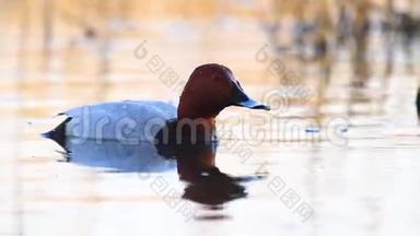 美丽的鸭子在湖边游泳