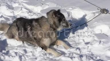 拴着皮带的哈士奇狗静静地躺在雪地里，在冬季雪橇狗比赛前休息