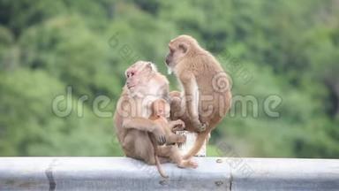 爸爸、妈妈和小猴子坐在栅栏上挡住了路