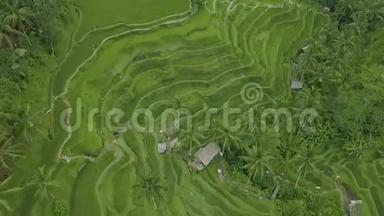 稻田空中景观。越南萨帕的无人机景观梯田。农业和粮食工业