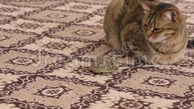 欧洲家猫和地毯上的小乌龟