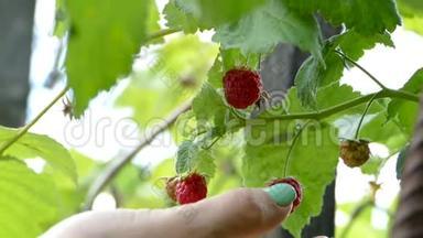 一只绿色指甲的女人手从一个覆盆子浆果上掉下来。 天然健康食品的概念.. 家庭园艺。 慢动作。