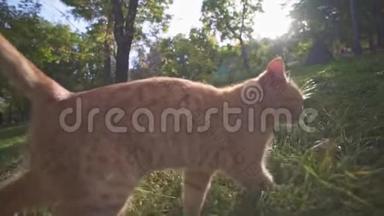 橙色流浪猫在城市公园敖德萨乌克兰探索领土，并在一个夏季阳光明媚的日子<strong>喵喵</strong>叫食物。