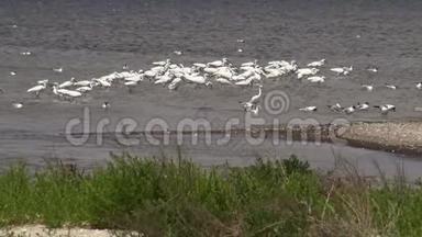 白鹭，海鸥和在沙锡湖上的一大群鸟中。