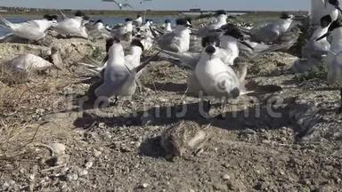 在沙岛上的燕鸥群，喂鸟的声音和叫声。 成年鸟啄雏鸟。